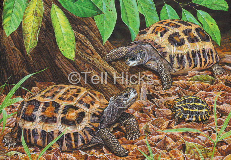 Flat-tailed Tortoise